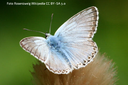 Silbergrner Bluling